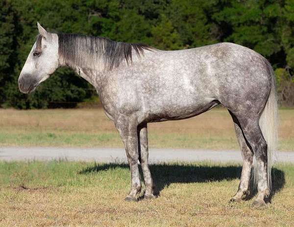 calf-roping-quarter-horse