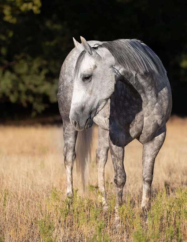 cutting-prospect-quarter-horse