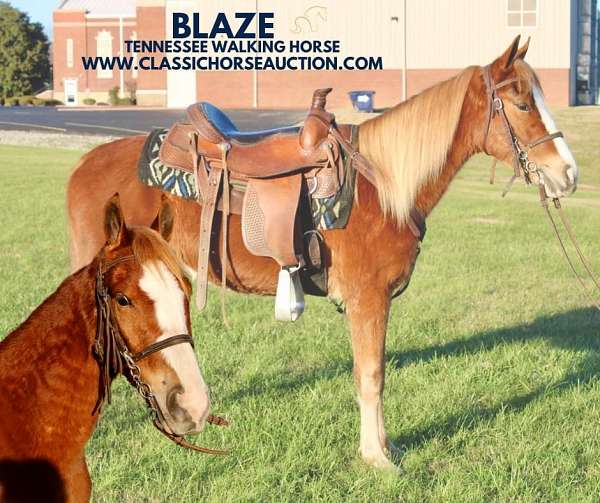 auction-tennessee-walking-horse