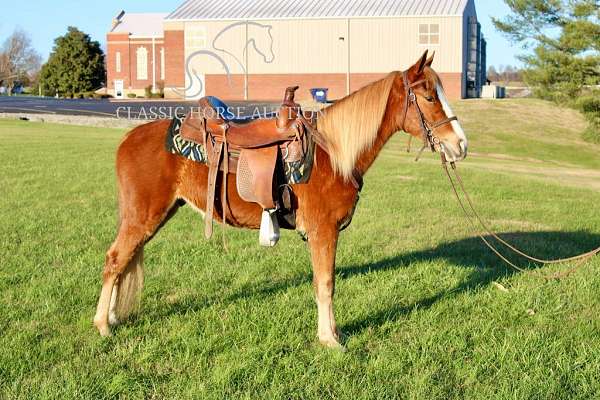 available-tennessee-walking-horse