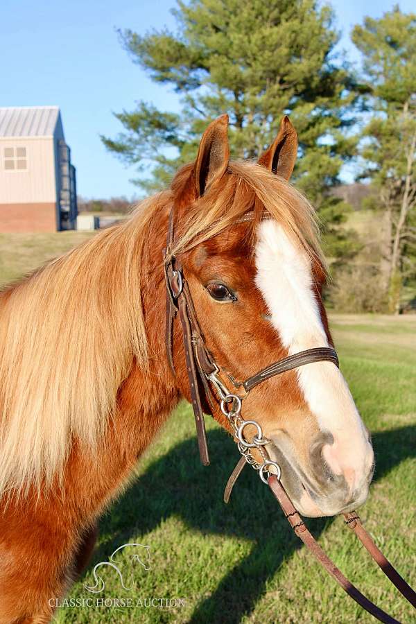 baths-tennessee-walking-horse