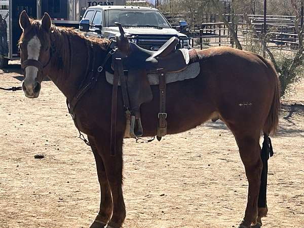 husband-safe-quarter-horse