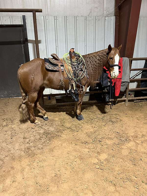 barrel-racing-quarter-horse