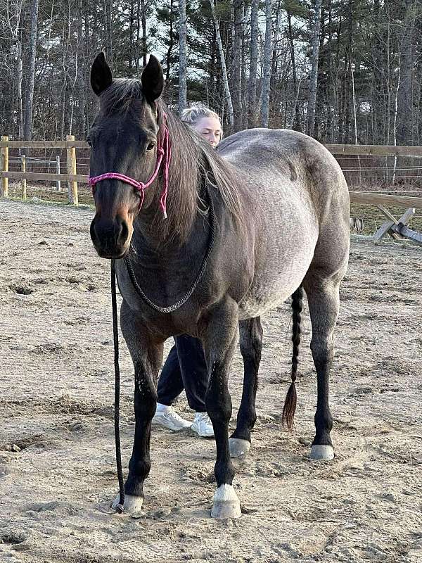 quarter-horse-for-sale