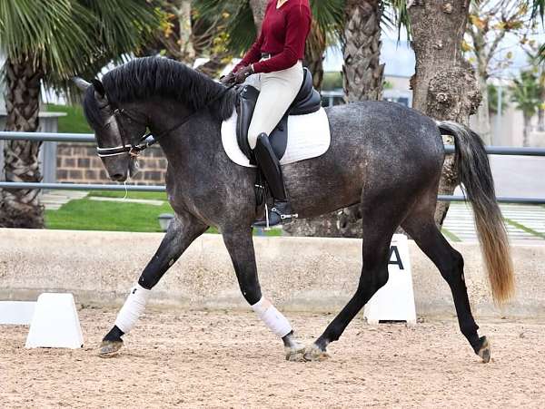 grey-foundation-stallion-horse