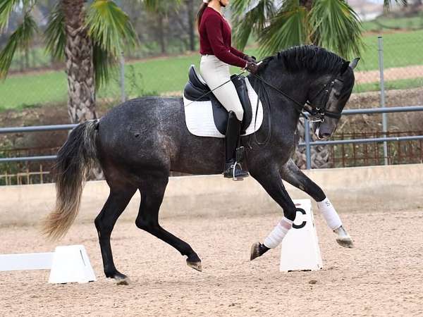 andalusian-horse