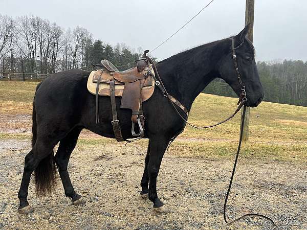 gaited-tennessee-walking-horse