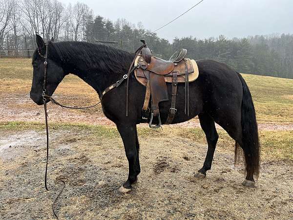 trail-tennessee-walking-horse