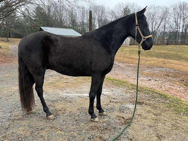 trail-riding-tennessee-walking-horse