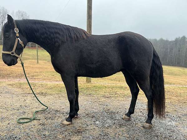 black-tennessee-walking-gelding