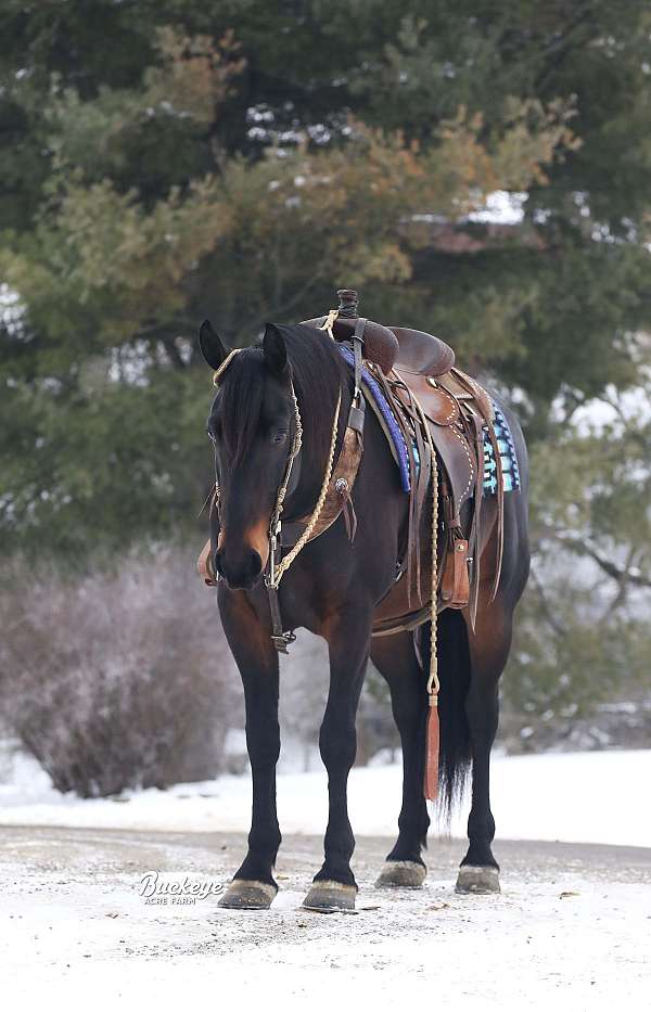 all-around-friesian-horse