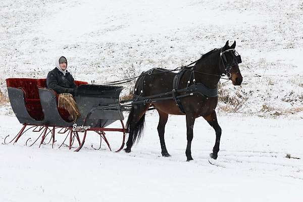 driving-friesian-horse