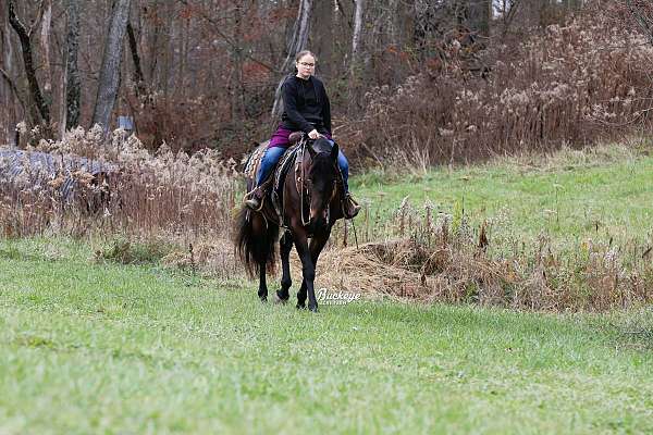 cross-friesian-horse