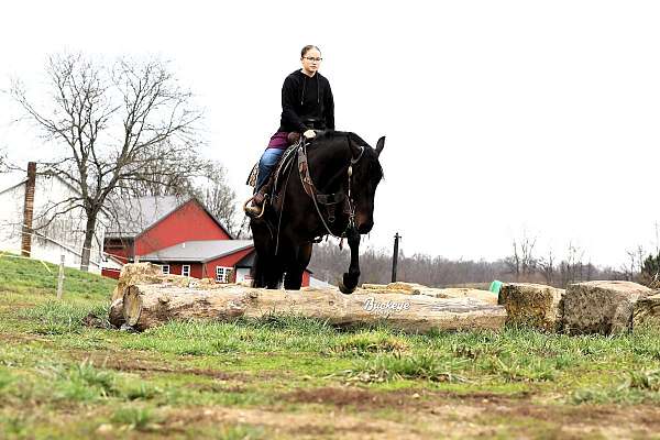 beginner-friesian-horse