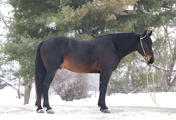 harness-friesian-horse