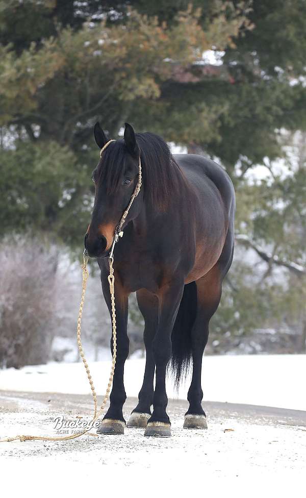 husband-safe-friesian-horse