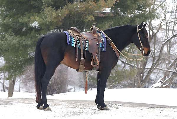 jumping-friesian-horse