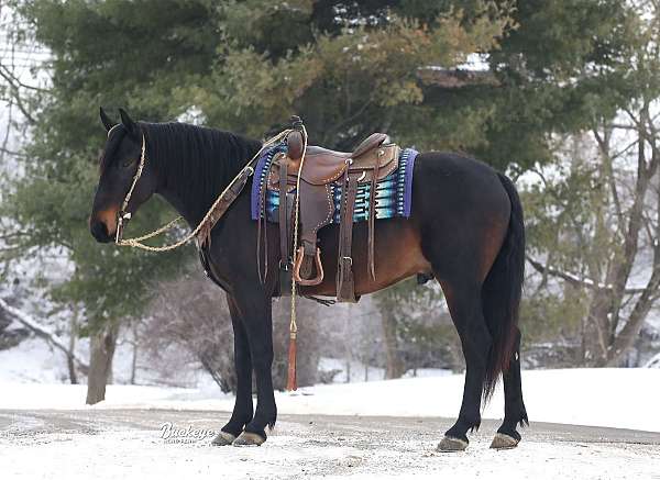 kid-safe-friesian-horse