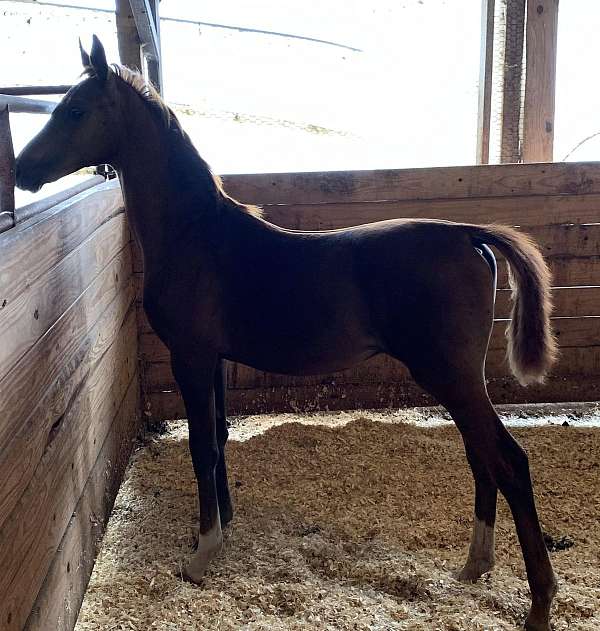 spunky-arabian-horse