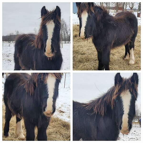 gypsy-vanner-filly