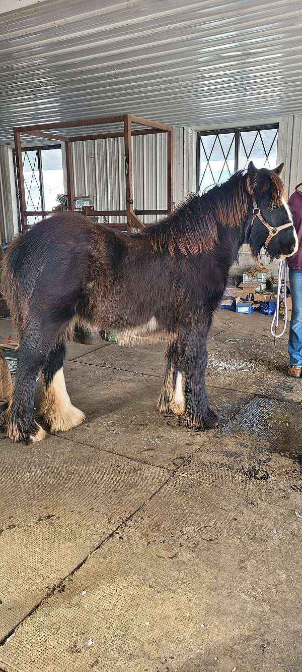 gypsy-vanner-horse