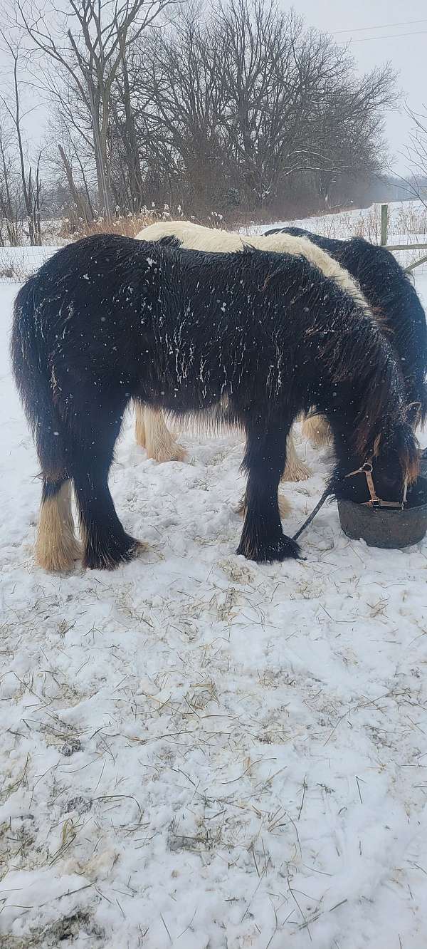 gypsy-vanner-horse-for-sale