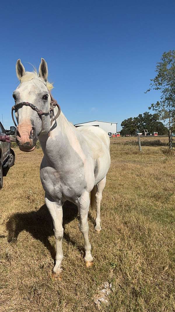 playday-quarter-horse