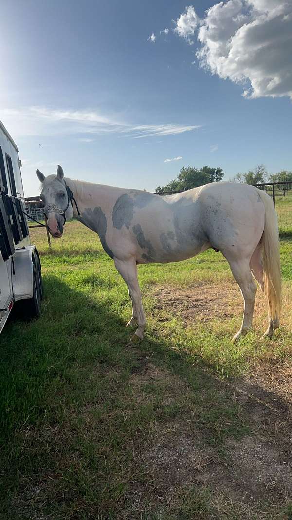 trail-riding-quarter-horse