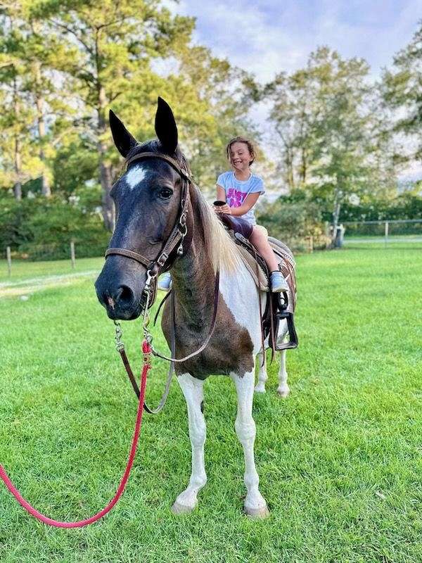 bred-to-draft-horse