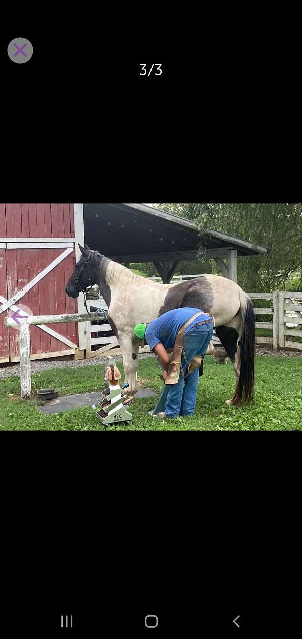 halters-draft-horse