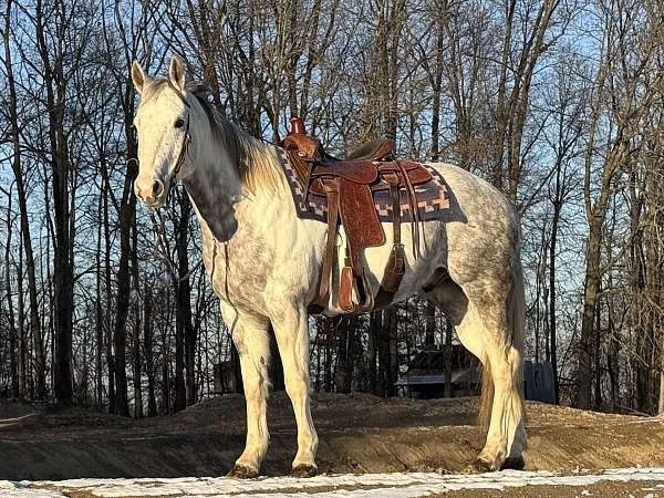 grey-reining-trail-riding-horse