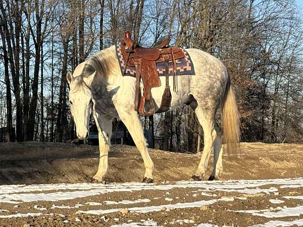 reining-trail-riding-gelding