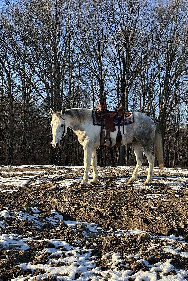 reining-trail-riding-horse