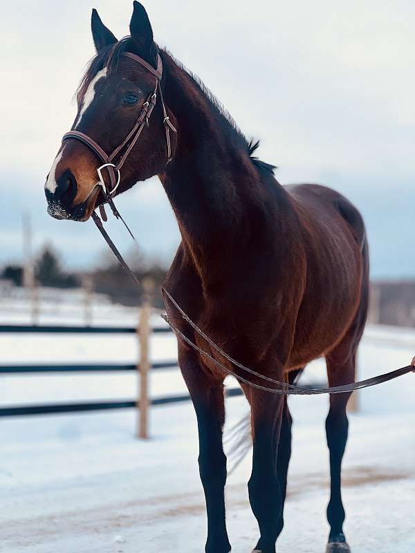 athletic-thoroughbred-horse