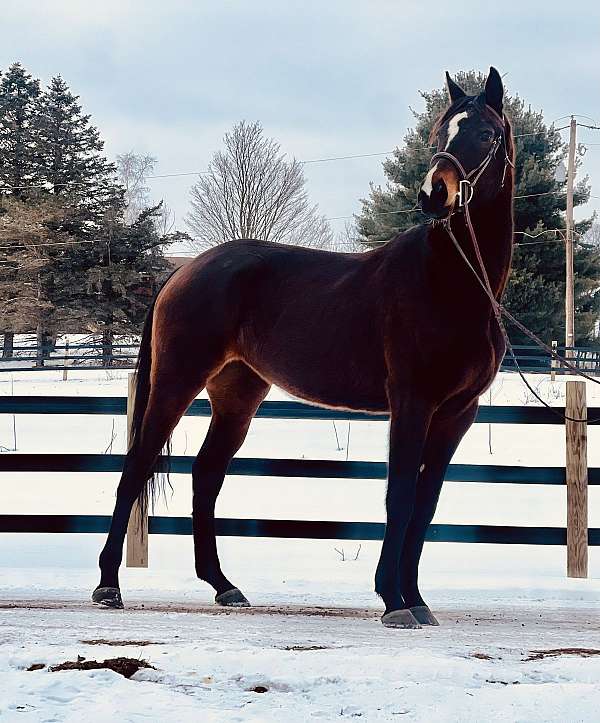 dressage-thoroughbred-horse