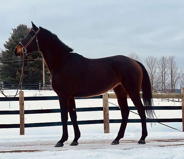 english-pleasure-thoroughbred-horse