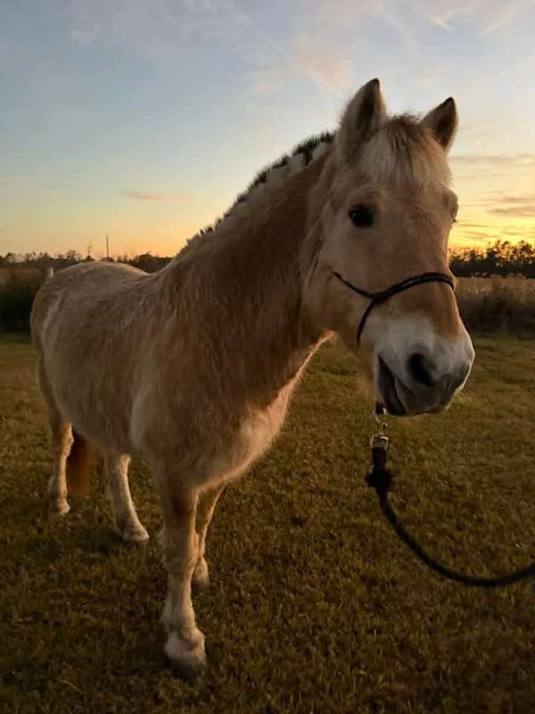 fjord-horse-for-sale