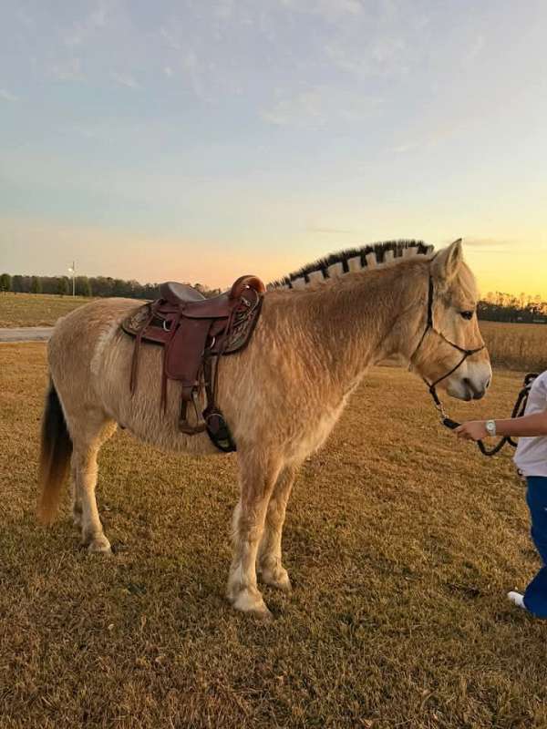 fjord-horse