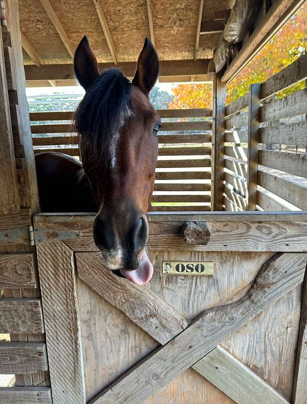 pleasure-horse-paso-fino