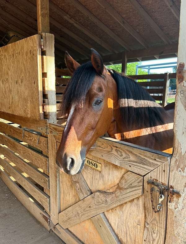 star-snip-no-leg-markings-black-points-genetic-tested-horse