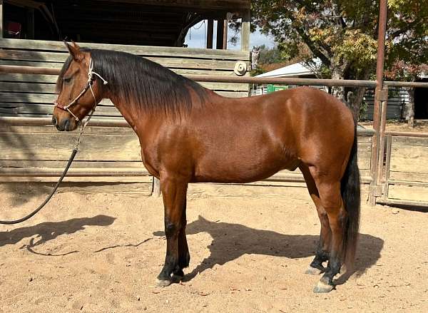 bay-star-snip-no-leg-markings-black-points-genetic-tested-horse