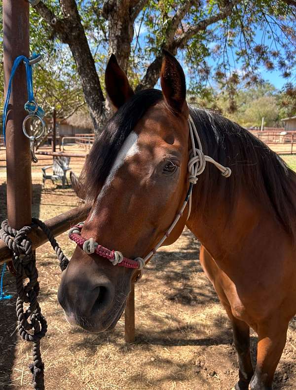 paso-gelding-fino-horse