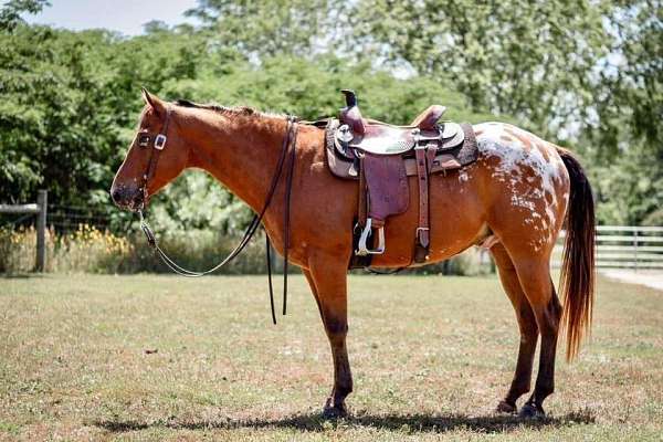 bay-white-blanket-horse