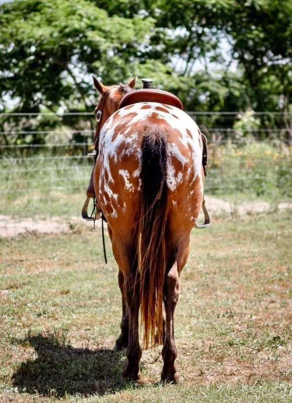 trail-riding-appaloosa-horse