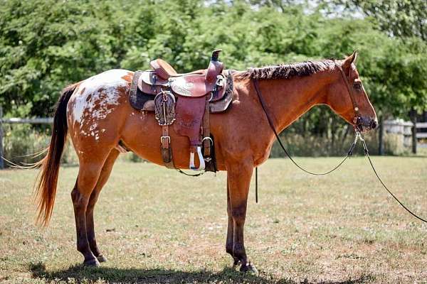 white-blanket-horse