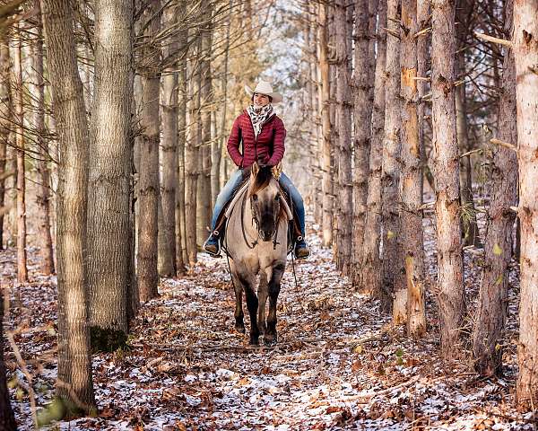 barrel-quarter-horse