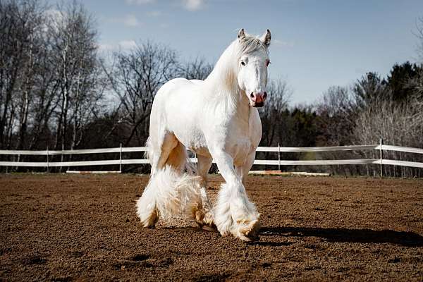 grey-tobiano-pintaloosa-horse