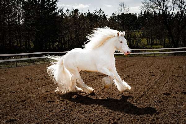 grey-tobiano-pintaloosa