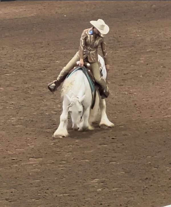 all-around-gypsy-vanner-horse