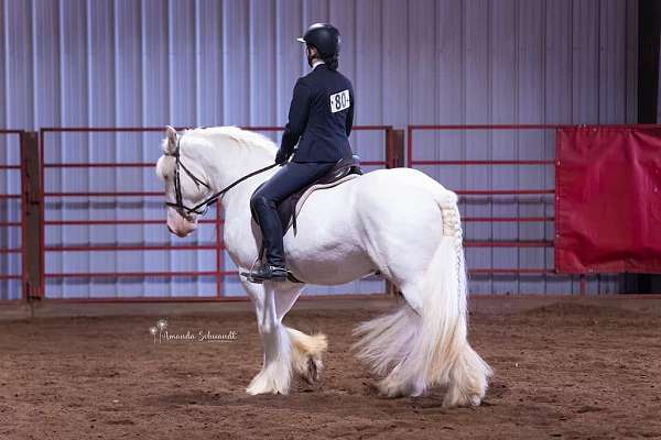 athletic-gypsy-vanner-horse